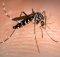 Aedes albopictus mosquito also known as the asian tiger mosquito